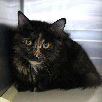 Georgia -  Domestic Short Hair Cat for Adoption in Des Moines, Iowa - Georgia | PetCurious