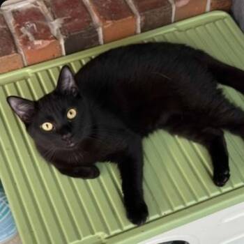 Romeo -  Domestic Short Hair Cat for Adoption in Warr Acres, Oklahoma - Romeo | PetCurious