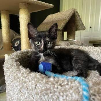 Rescue Domestic Short Hair Cats for Adoption in Burnaby, British Columbia - Twix | PetCurious
