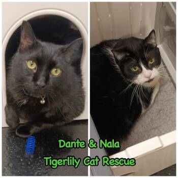 Rescue Domestic Short Hair Cats for Adoption in Sterling Heights, Michigan - Dante & Nala (Bonded Pair) | PetCurious