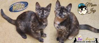 Milky & Moon Joy -  Domestic Short Hair Cat for Adoption in Ottawa Hills, Ohio - Milky & Moon Joy | PetCurious