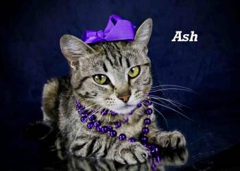 Rescue Tabby Cats for Adoption in York, Nebraska - Ash | PetCurious