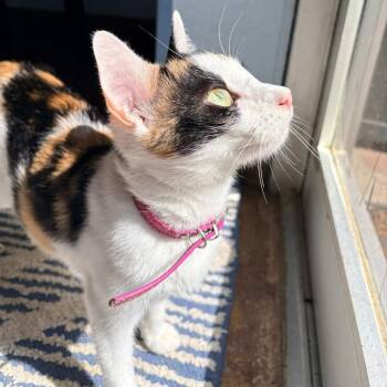 American Shorthair Cats Available for Adoption in Clarksville, Arkansas - Patches | PetCurious
