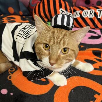 Romeo -  Domestic Short Hair Cat for Adoption in Fairmont, Minnesota - Romeo | PetCurious