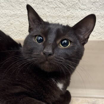 Rescue Domestic Short Hair Cats for Adoption in Winchendon, Massachusetts - Nina | PetCurious