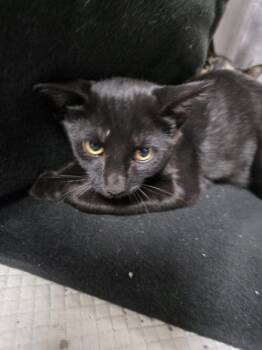 Jesse -  Domestic Short Hair Cat for Adoption in Houston, Texas - Jesse | PetCurious