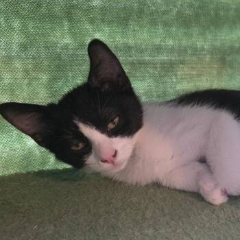 Pickles -  Domestic Short Hair Cat for Adoption in Las Vegas, Nevada - Pickles | PetCurious