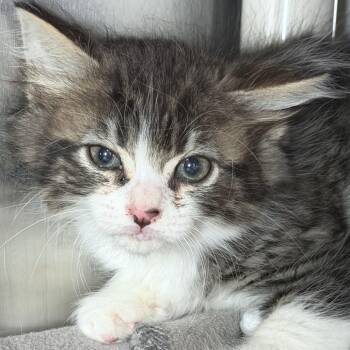 Grover*Avail 10/24 at Biddeford PetSmart* -  Domestic Long Hair Cat for Adoption in Kennebunk, Maine - Grover*Avail 10/24 At Biddeford PetSmart* | PetCurious
