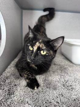 Domestic Short Hair Cats Available for Adoption in Gardnerville, Nevada - Tigger | PetCurious