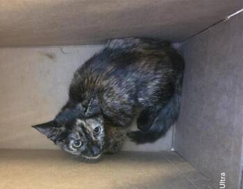 FREYA -  Domestic Short Hair Cat for Adoption in San Antonio, Texas - FREYA | PetCurious