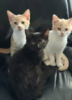 Sugar Cookie (Baked Goods Kittens) -  Domestic Short Hair Cat for Adoption in Lewis Center, Ohio - Sugar Cookie (Baked Goods Kittens) | PetCurious