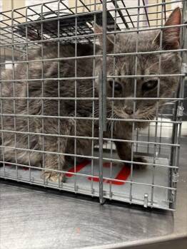 IVAR THE INCREDIBLE -  Domestic Short Hair Cat for Adoption in Las Vegas, Nevada - IVAR THE INCREDIBLE | PetCurious