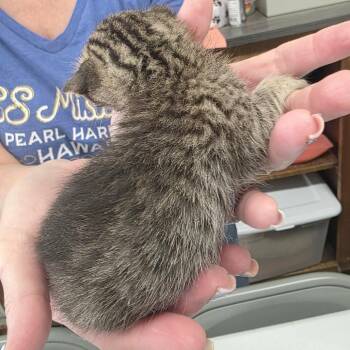 Domestic Short Hair Cats Available for Adoption in Incline Village, Nevada - Breaker | PetCurious
