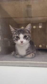 Rescue Domestic Short Hair Cats for Adoption in Douglasville, Georgia - Nubbins | PetCurious