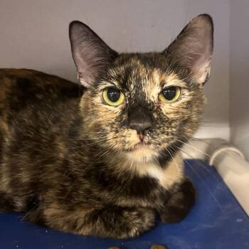 Sally Ride -  Domestic Short Hair Cat for Adoption in Hanna City, Illinois - Sally Ride | PetCurious