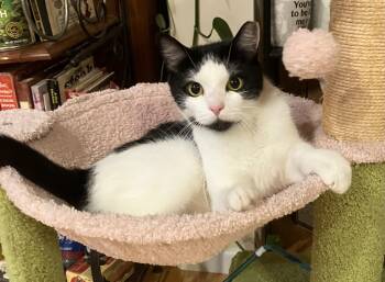 Rescue Domestic Short Hair Cats for Adoption in Cleveland, Ohio - Elsie | PetCurious