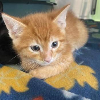 Spongebob -  Domestic Medium Hair Cat Available for Adoption in Emporia, Kansas - Spongebob | PetCurious
