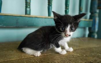 Domestic Short Hair Cats Available for Adoption in San Antonio, Texas - Sardine | PetCurious