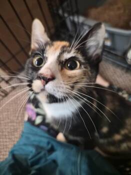 Nelly -  Domestic Short Hair Cat for Adoption in Melville, New York - Nelly | PetCurious