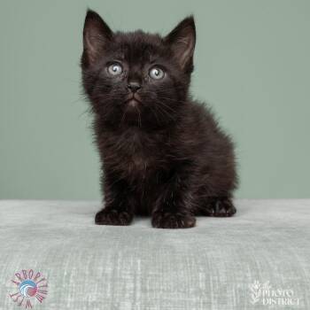 Cole -  Domestic Short Hair Cat for Adoption in Beulaville, North Carolina - Cole | PetCurious