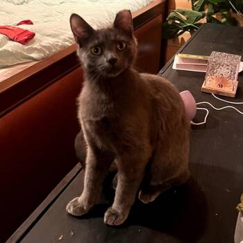 Domestic Medium Hair Cats Available for Adoption in Grantsville, Utah - Crash | PetCurious