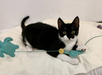 Rescue Domestic Short Hair and Tuxedo Cats for Adoption in Mccormick, South Carolina - India | PetCurious