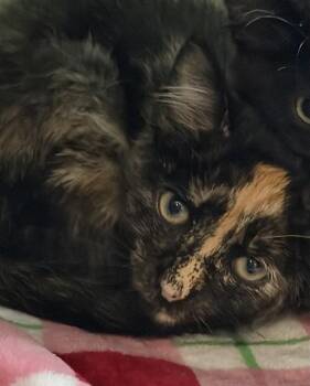 PUFFERS -  Domestic Short Hair Cat for Adoption in Westminster, Maryland - PUFFERS | PetCurious