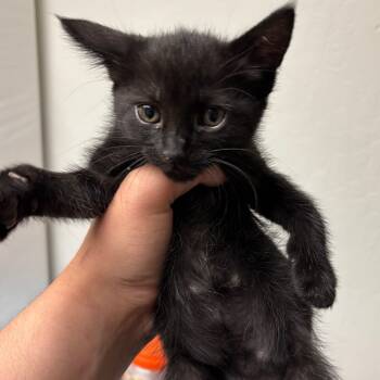 Rescue Domestic Short Hair Cats for Adoption in Morgan Hill, California - Nebula | PetCurious