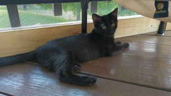 Rescue Domestic Short Hair Cats for Adoption in Karns City, Pennsylvania - IRIS | PetCurious