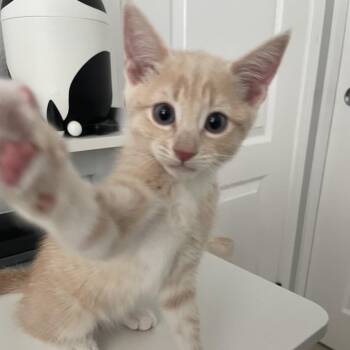 Peach -  Domestic Short Hair Cat for Adoption in Chino Hills, California - Peach | PetCurious
