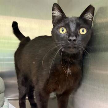 DIAMOND -  Domestic Short Hair Cat Available for Adoption in Barnstable, Massachusetts - DIAMOND | PetCurious