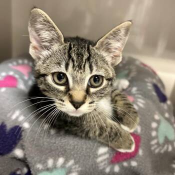 Mob -  Domestic Short Hair Cat for Adoption in Redwood City, California - Mob | PetCurious