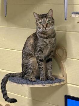 Tabby and Calico Cats Available for Adoption - Sally BONDED With Johnny | PetCurious