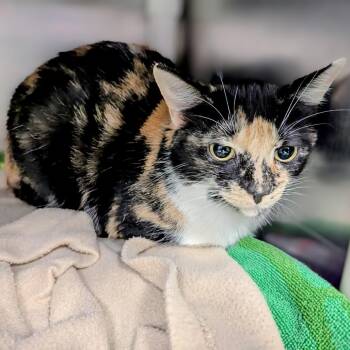 Domestic Short Hair Cats Available for Adoption - Belle | PetCurious