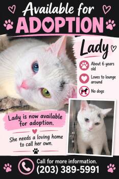 Lady -  American Shorthair Cat for Adoption in Woodbridge, Connecticut - Lady | PetCurious