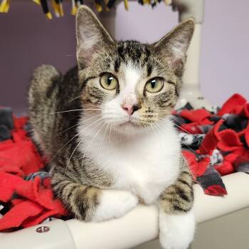 Decibel -  Domestic Short Hair Cat for Adoption in Marshfield, Wisconsin - Decibel | PetCurious
