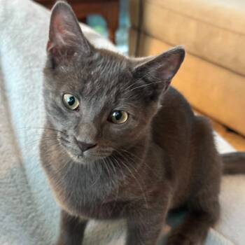 Gemini -  Domestic Short Hair Cat for Adoption in Ashland, Virginia - Gemini | PetCurious