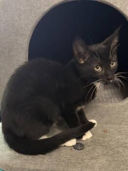 Hyacinth -  Tuxedo Cat for Adoption in Oakley, California - Hyacinth | PetCurious
