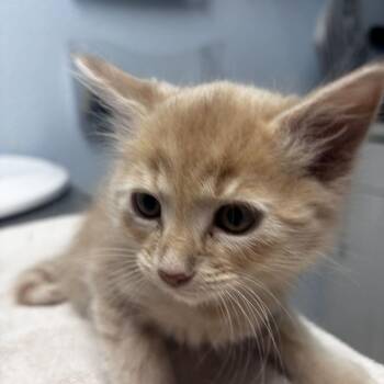 Kit Kat -  Domestic Medium Hair Cat for Adoption in Riverside, California - Kit Kat | PetCurious
