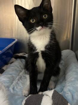 Rescue Domestic Short Hair Cats for Adoption in Ellijay, Georgia - Mildred | PetCurious