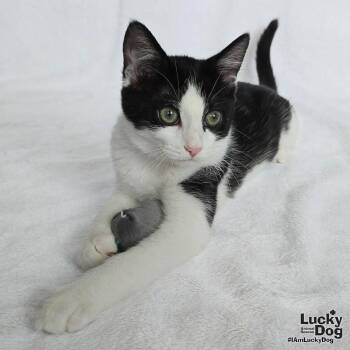 Yoshi -  Domestic Short Hair Cat for Adoption in Washington, District Of Columbia - Yoshi | PetCurious