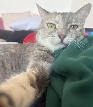 Rescue Domestic Short Hair Cats for Adoption in Stamford, Connecticut - Solange The Sweetie! | PetCurious