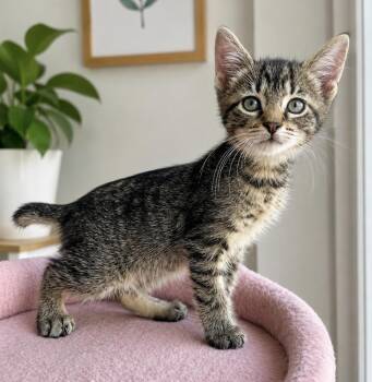 Domestic Short Hair Cats Available for Adoption in Long Beach, New York - Moose And Goose | PetCurious