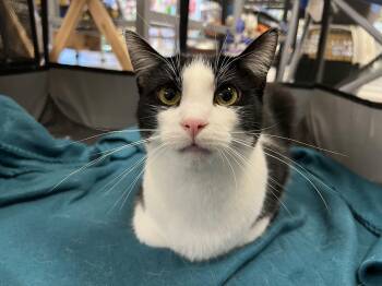 Gio -  Domestic Short Hair Cat for Adoption in Stoughton, Wisconsin - Gio | PetCurious