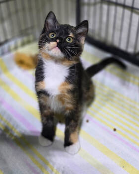 Rescue Domestic Short Hair Cats for Adoption in Novato, California - Flora | PetCurious