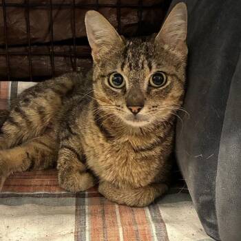 0626-118 - Lily -  Domestic Short Hair Cat for Adoption in Abingdon, Maryland - 0626-118 - Lily | PetCurious