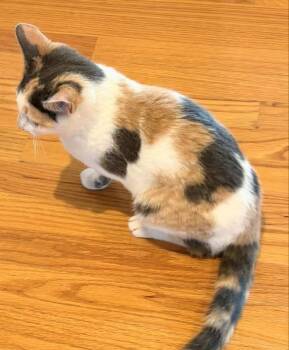 Calico Cats Available for Adoption - Eleanor | PetCurious