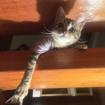 Domestic Short Hair Cats Available for Adoption in Hailey, Idaho - Nelly | PetCurious