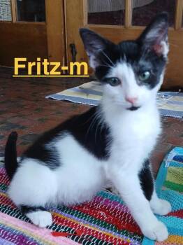 Fritz 26 -  Tuxedo and Domestic Short Hair Cat for Adoption in Brookhaven, Mississippi - Fritz 26 | PetCurious
