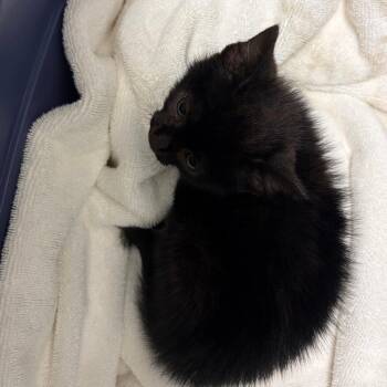 71439 -  Domestic Short Hair Cat for Adoption in Harrisonburg, Virginia - 71439 | PetCurious